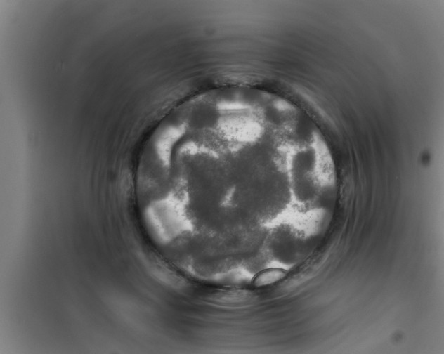 X0000100400459200807032018