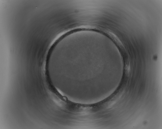 X0000100400484200807032017