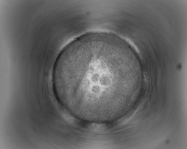 X0000100400487200807032017