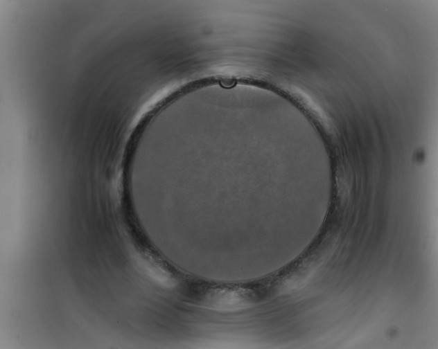X0000100400488200807032017