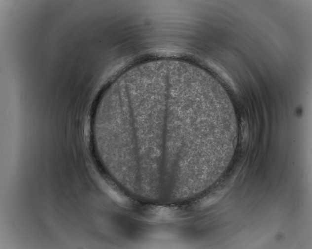 X0000100400494200807032017