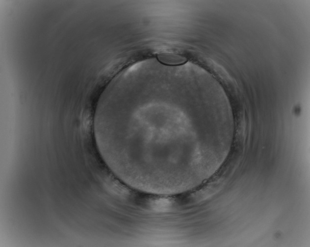 X0000100400513200807032017