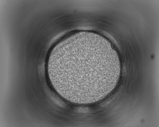 X0000100400535200807032016
