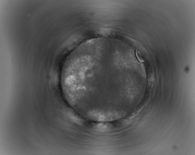 X0000100400566200807032016