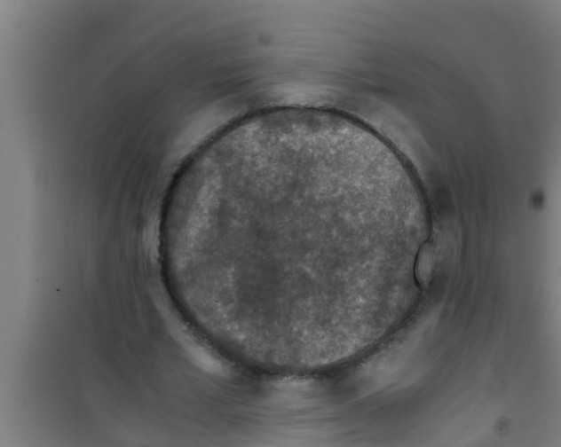 X0000100400581200807032016