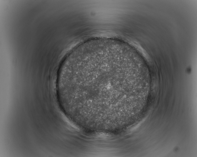 X0000100400585200807032016