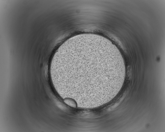 X0000100400589200807032016