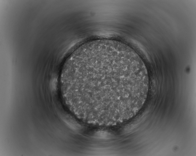 X0000100400596200807032015