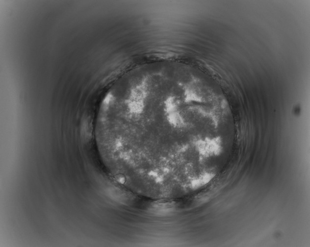 X0000100400606200807032015
