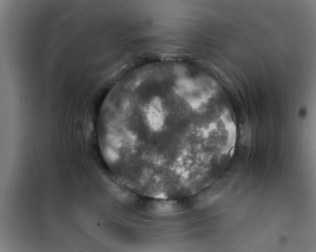 X0000100400618200807032015