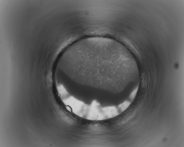 X0000100400634200807032015
