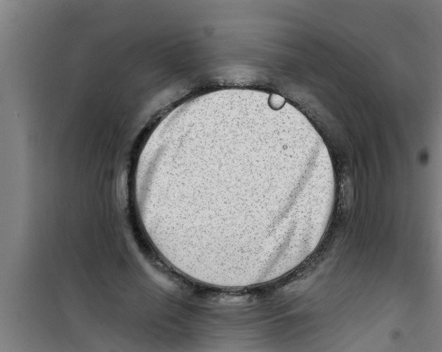 X0000100400638200807032015