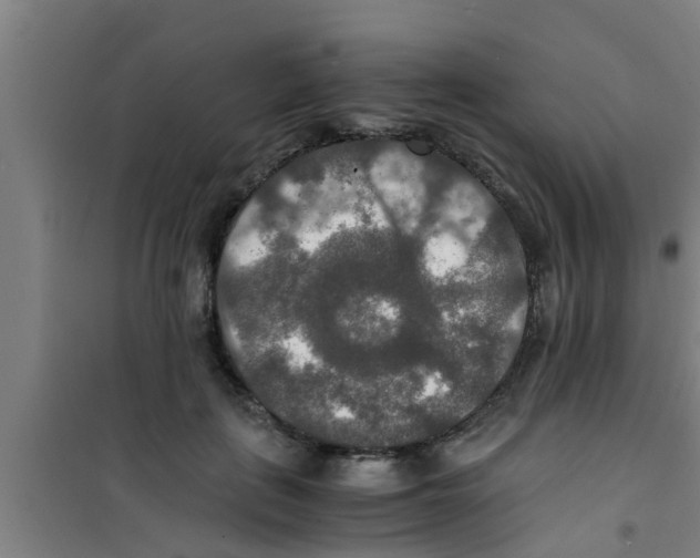 X0000100400651200807032015