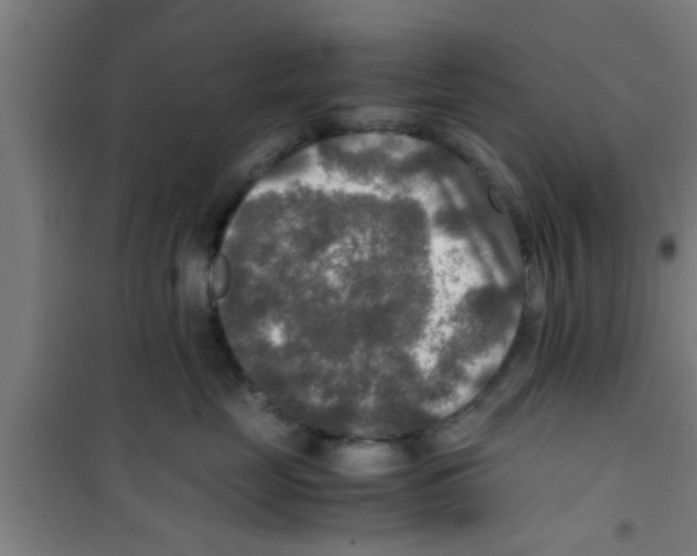 X0000100400669200807032015