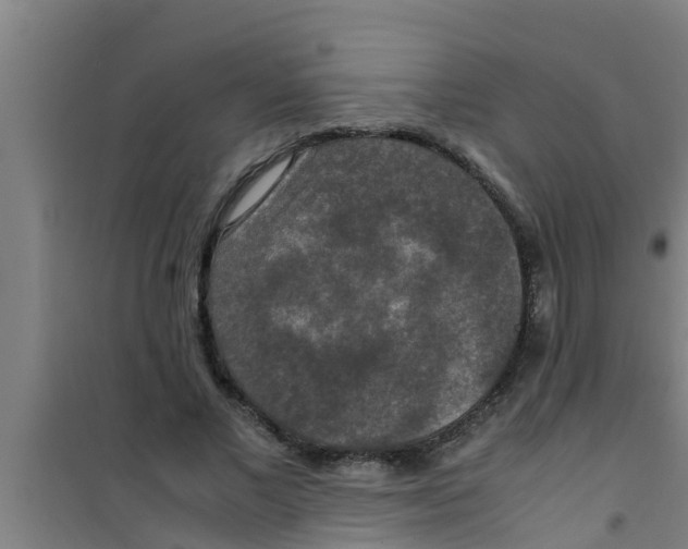 X0000100400685200807032014