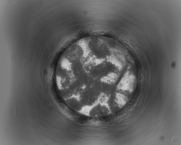 X0000100400742200807032013