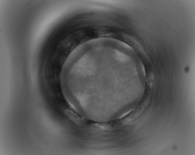 X0000100400763200807032013