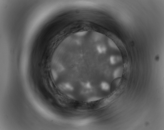 X0000100400765200807032013