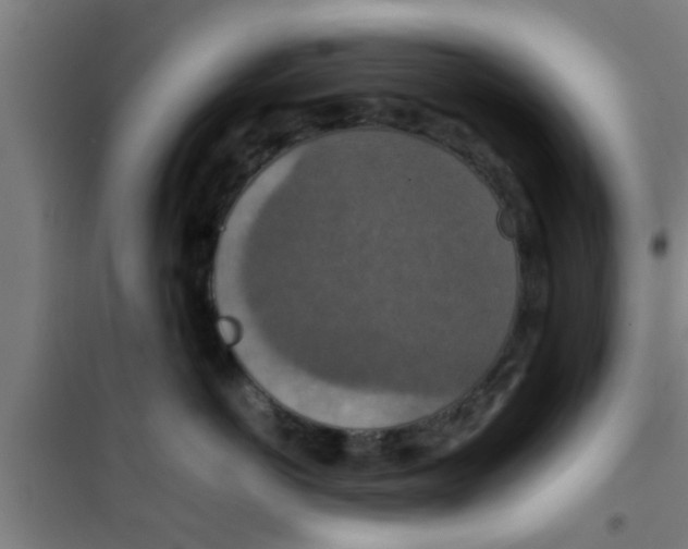X0000100400766200807032013