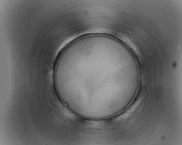 X0000100400781200807032013
