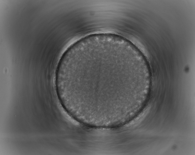 X0000100400797200807032012