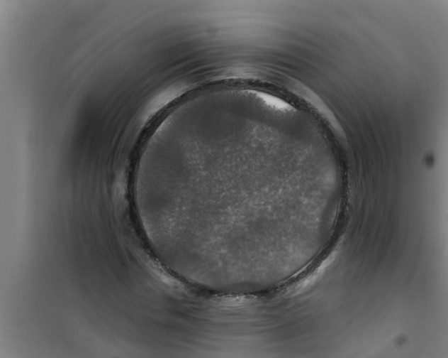 X0000100400826200807032011