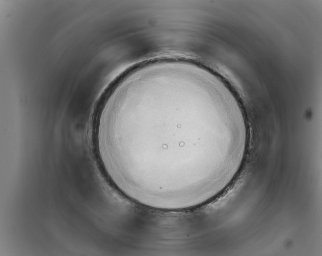 X0000100400828200807032011