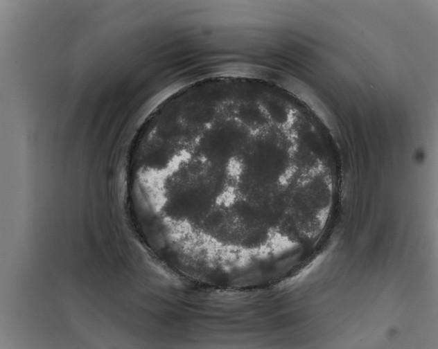 X0000100400829200807032011