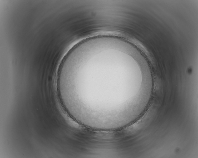 X0000100400836200807032011