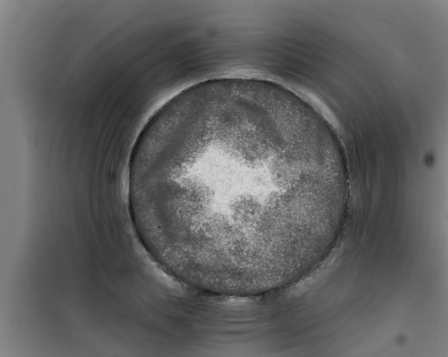X0000100400839200807032011