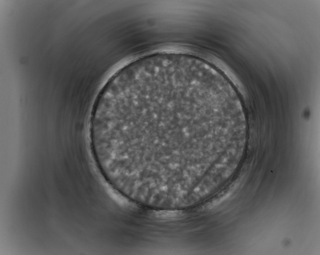 X0000100400853200807032012