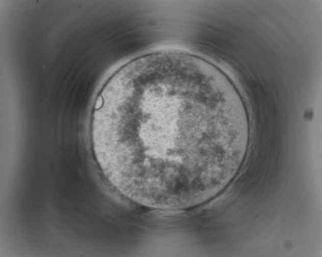 X0000100400864200807032012