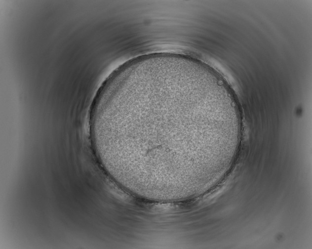 X0000100400883200807032011