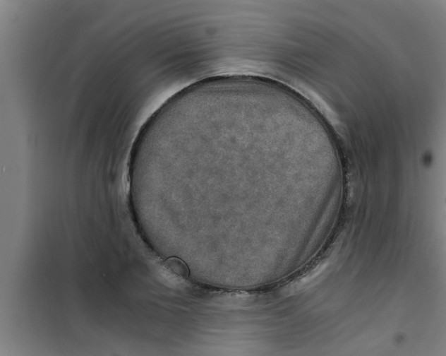 X0000100400885200807032011