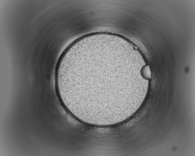 X0000100400888200807032011