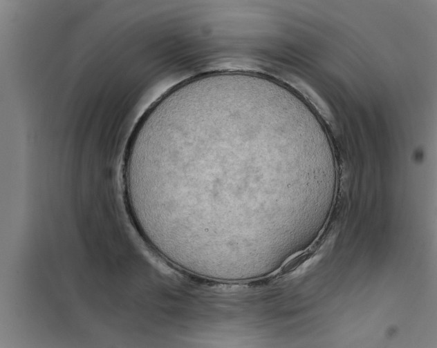X0000100400893200807032011