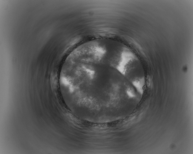 X0000100400915200807032010