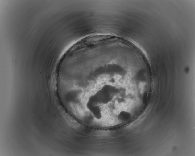 X0000100400925200807032010