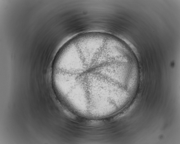 X0000100400933200807032010
