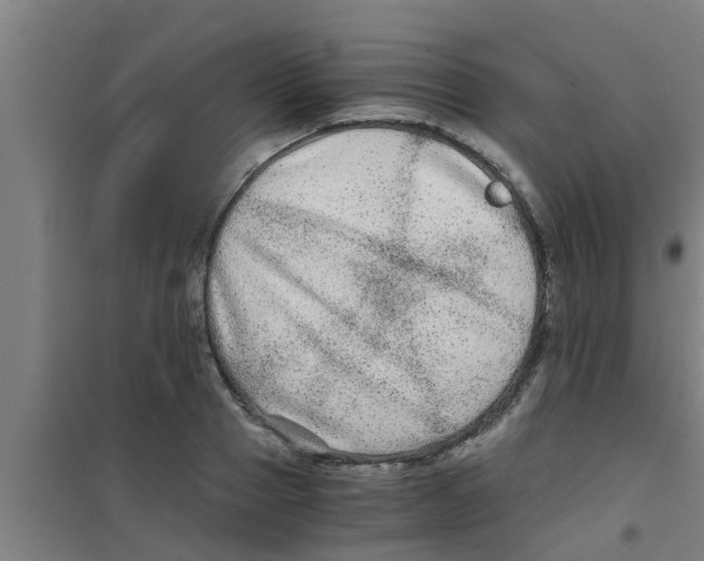 X0000100400937200807032010