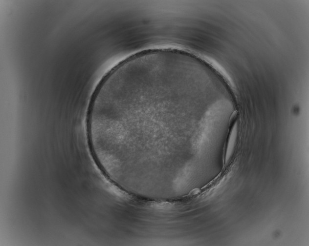 X0000100400943200807032010