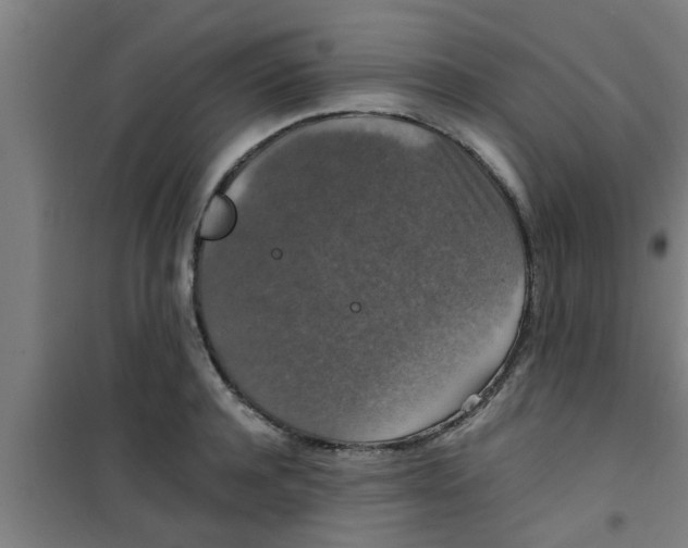X0000100400944200807032010