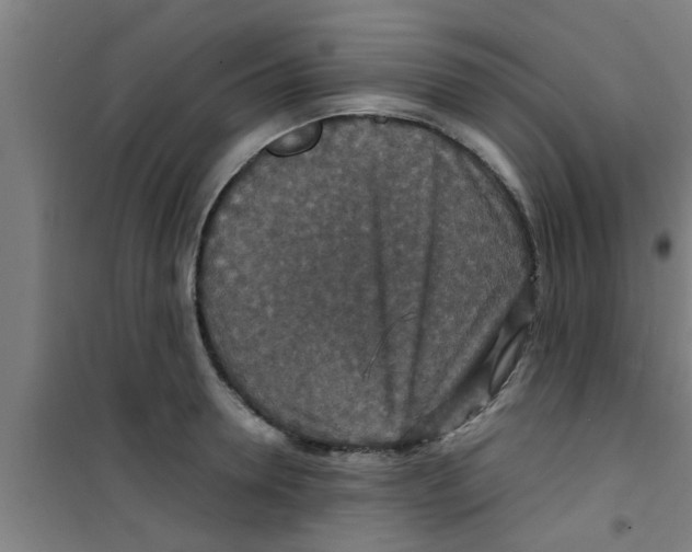 X0000100400946200807032010