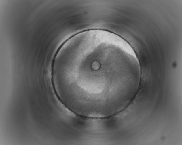 X0000100400950200807032010