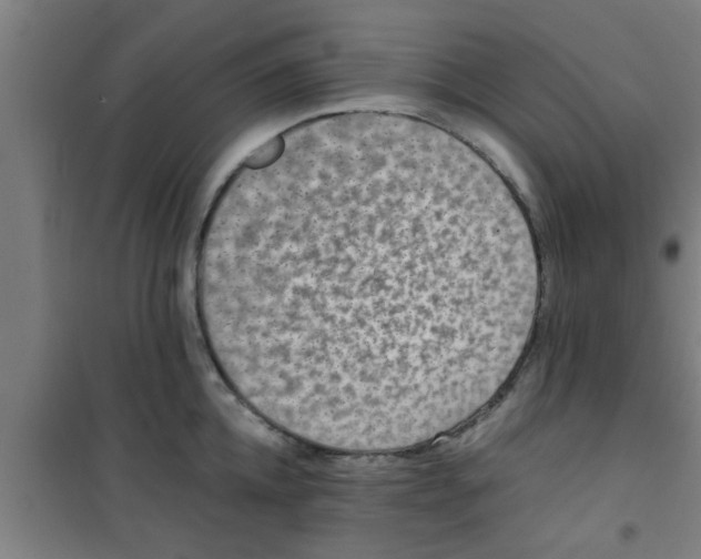X0000100400952200807032010
