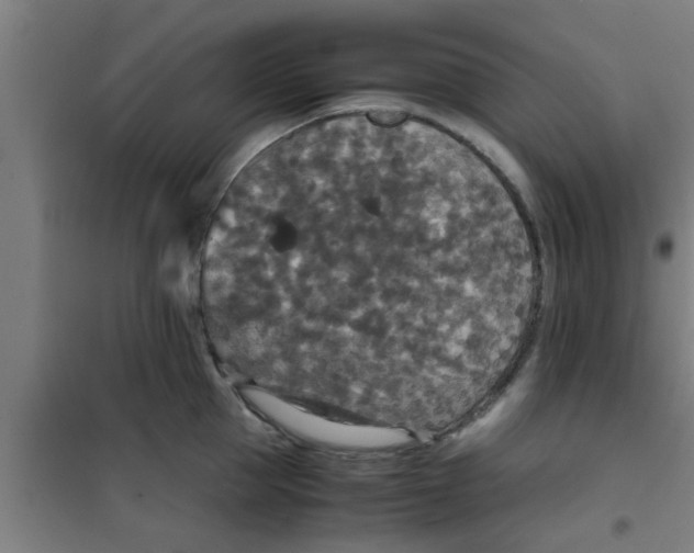 X0000100400953200807032010