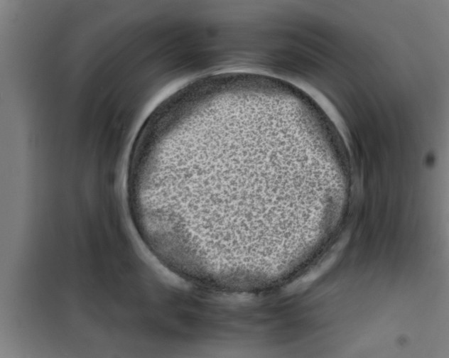 X0000100400957200807032010