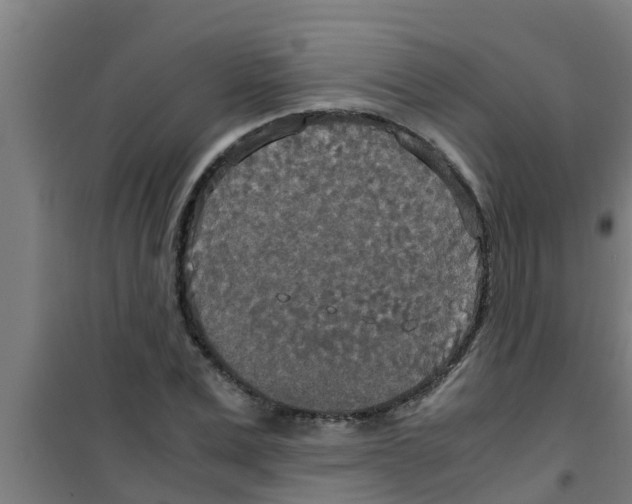 X0000100400975200807032009