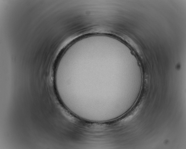 X0000100400981200807032009