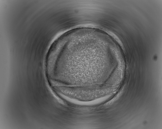 X0000100400989200807032009